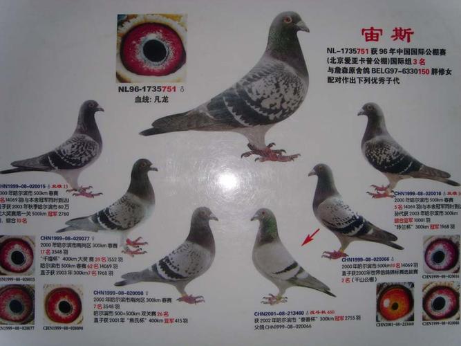 相关图片 信鸽特征                  编 号: 136714