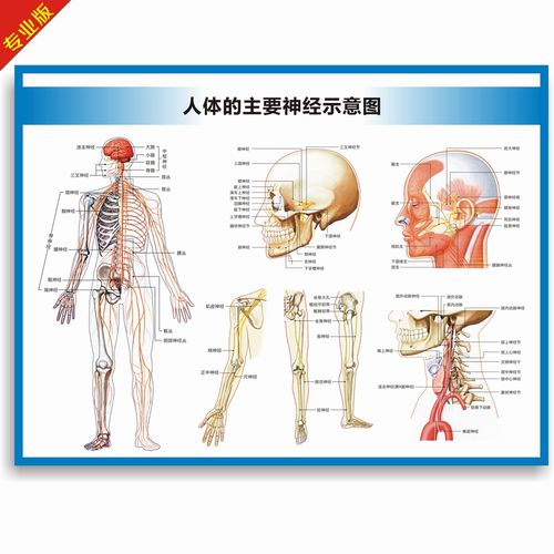神经系统构造图脊神经自主脑神经细胞运动感觉神经解剖图医学挂图