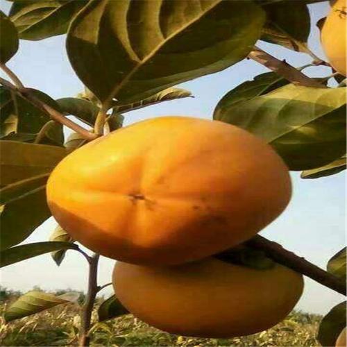 北集坡大秋甜柿子苗价格 繁育苗场大秋柿子苗多少钱一