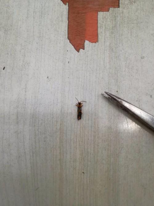 这是什么虫啊?被它爬过竟然长起大水泡来?