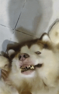 阿拉斯加闯祸被主人按倒在地,接下来它的表情,不忍直视了!