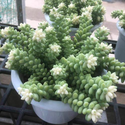 新玉缀玉坠锦多肉植物多头多株姬生石大群大株老庄老桩群生秀妍老桩