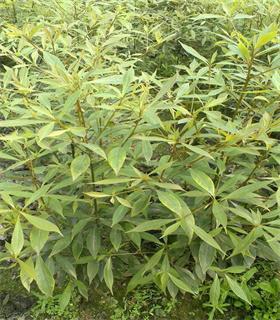 项城5公分小叶金丝楠木树苗价格低