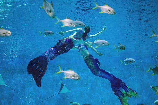 南海出现过的鲛人头似人尾似鱼身裹鳞片真相可能是儒艮