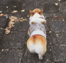 柯基宝宝的大屁股,我控几不住我记几啊