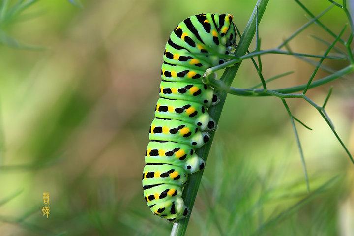 蝴蝶幼虫【相关词_蝴蝶幼虫卡通】