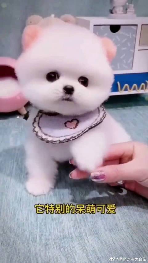 茶杯犬特别的呆萌可爱!