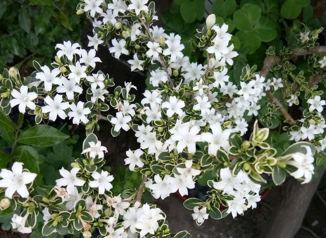 特别是盆栽,地栽还好些,三是营养,六月雪要枝繁叶茂开花