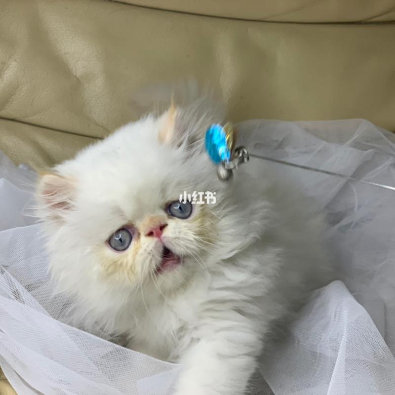 喜马拉雅猫纯白波斯