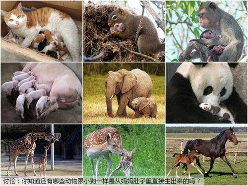 让孩子了解到小猫,松鼠,熊猫,长颈鹿,大象等动物都是胎生动物