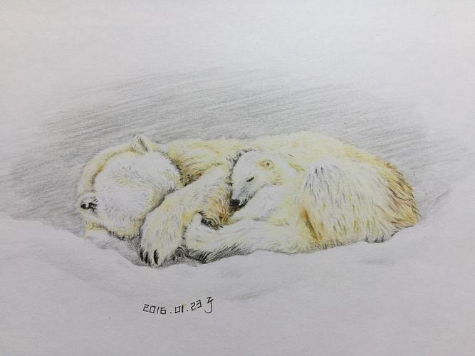 谁说北极熊白富美