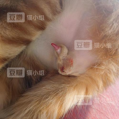 紧急求助公猫绝育后圈掉了两次现在发现蛋蛋有点红他一直在发抖是出血