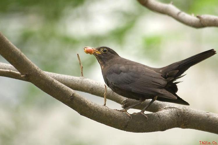 乌鸫吃什么食物 乌鸫吃什么