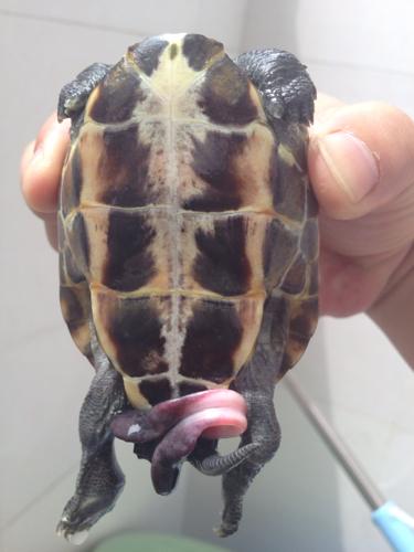 我家的小乌龟,早上突然发现从肛门里长出这个东西,还可以动,收不回去!
