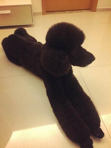 因工作调动黑色巨贵找新家.