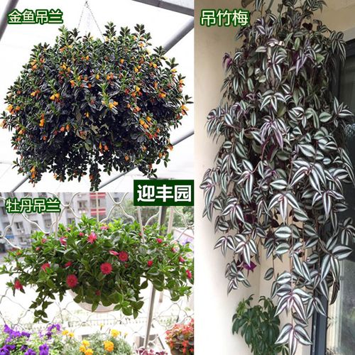 吊兰盆栽_盆栽牡丹金边金心金鱼吊兰吊竹梅净化空气室内阳台办公桌面
