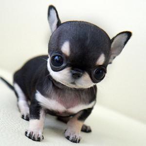 家养小宠物狗狗