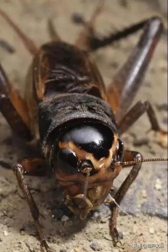 油葫芦品类几十种,人们独宠这一种