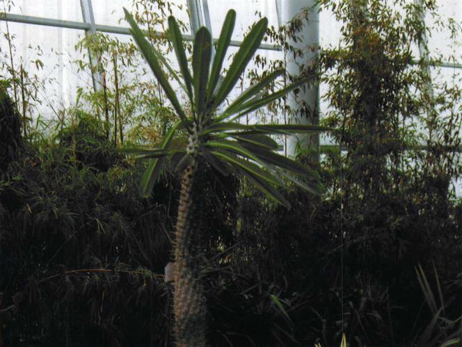 非洲霸王树夹竹桃科棒棰树属
