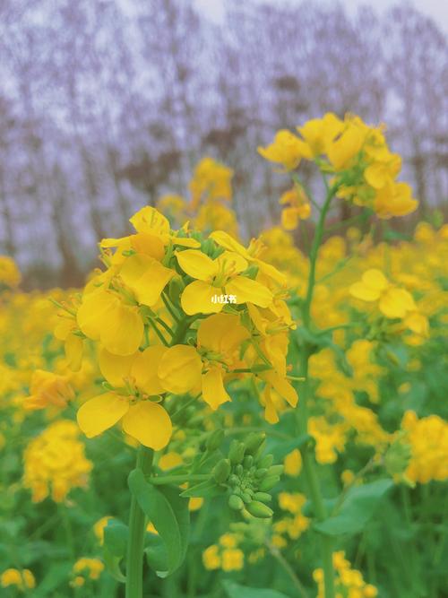 油菜花开花了98_油菜花_自拍_出行_人文风光展示