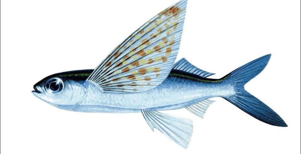 西到马来海峡,东到夏威夷群岛以及台湾东南沿海,南海,西沙群岛,中沙