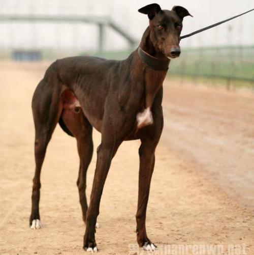 常年供应格力犬