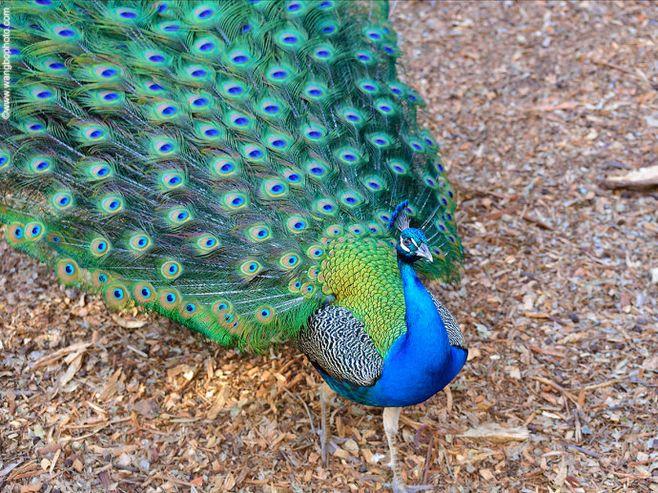【动物世界】蓝孔雀(学名:pavo  wbr>cristatus)
