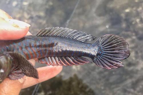 钓了条虾虎鱼,钓友却硬说是"跳跳鱼",有人认识吗,求