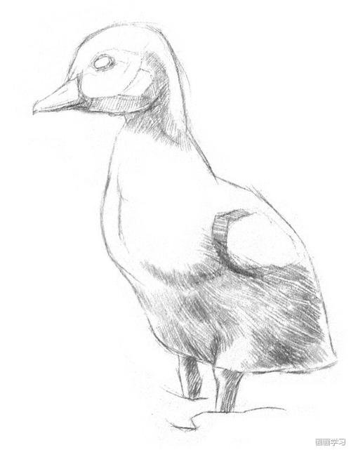 如何学素描素描小鸭子的绘画教程