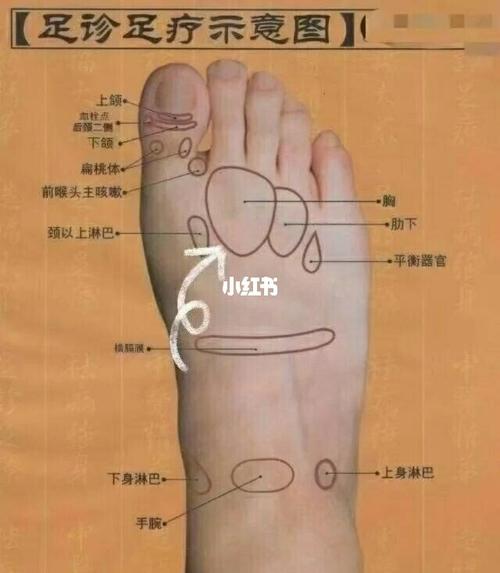 有乳腺增生,按足部反射区摆脱乳腺增生!