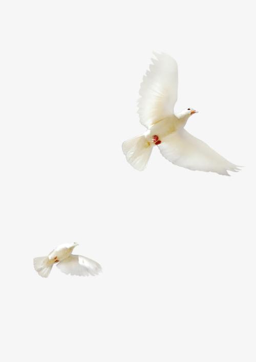 关键词 : 白色,家禽,和平,国庆节