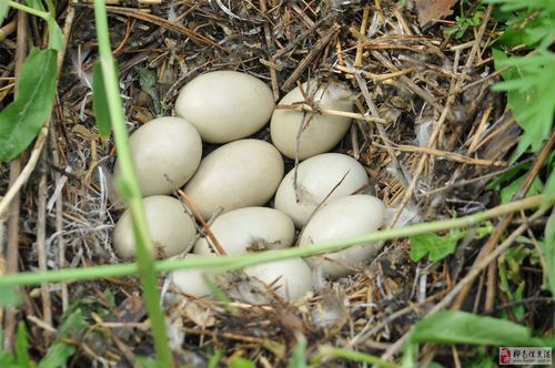 ta(苗木(沈永庆))的城市空间,被关注过4293次