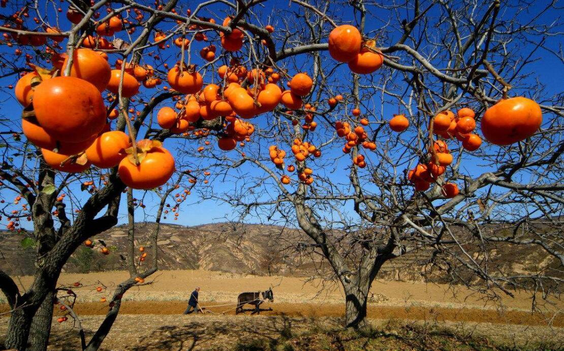 山西运城大量便宜20年树龄景观柿子树