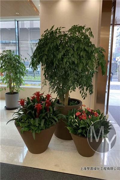 咨询崇明区花卉租赁价格技术精湛2022