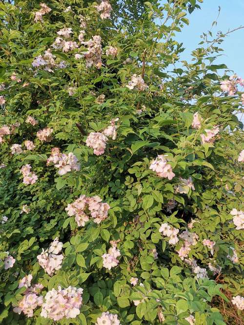 是野蔷薇,还是野月季,无所谓,都是我的最爱!