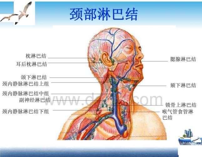 中医资料颈部淋巴结分区.pdf