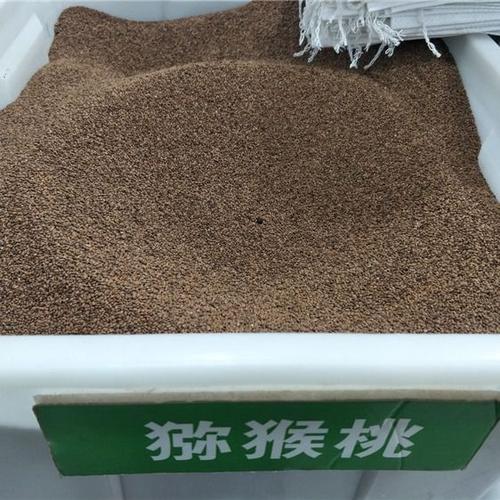 猕猴桃种子 猕猴桃籽 陕西周至猕猴桃种苗繁育新种子