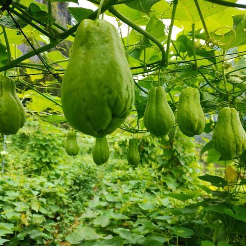 广西新鲜佛手瓜葵瓜农家自种洋瓜福寿瓜青瓜新鲜蔬菜批发29斤装佛手瓜