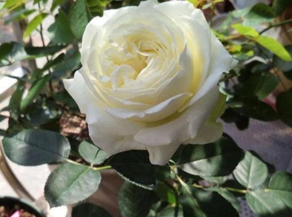 聊一聊一款白色系月季的宝藏品种:梦之蕾