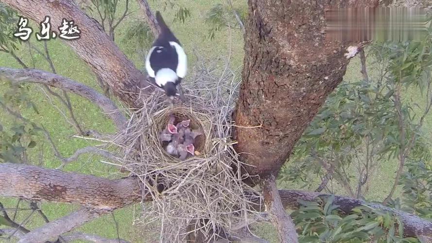母鸟育雏:花喜鹊育雏,鸟窝里3只幼鸟张开大嘴,像3朵的