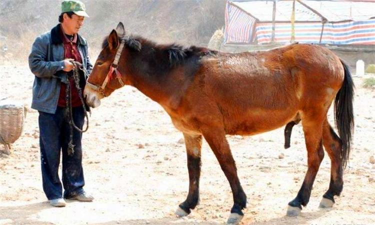 驴骡与马骡的区别优质