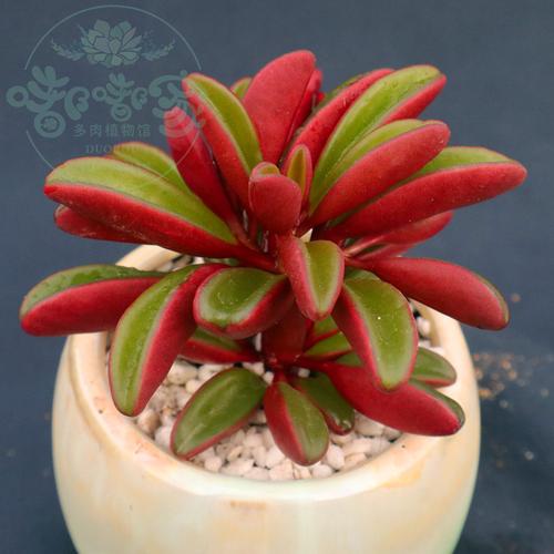 生石花整盆 一物一拍 生石花多肉 帶盆發貨 屁屁多肉植物南非混播
