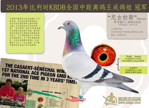 世界上最贵的十羽鸽子