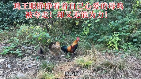 深山养鸡人小唐