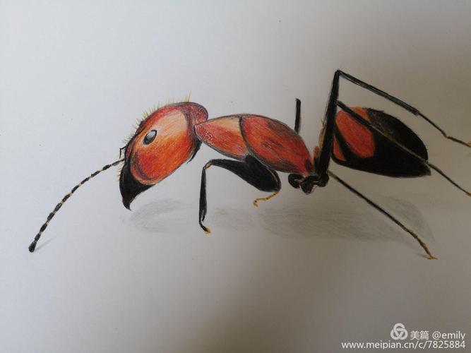 我的彩铅画儿世界