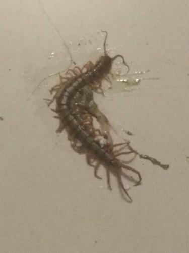 想知道这蜈蚣什么品种?