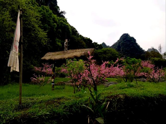 梦入桃花源