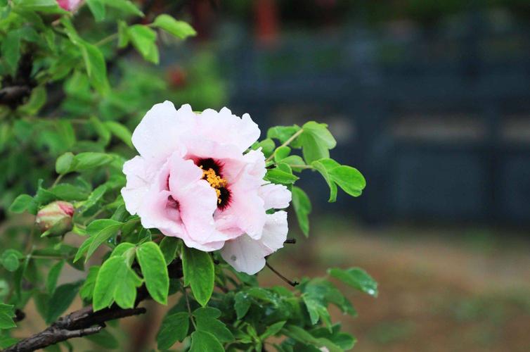 莒县丽正园牡丹