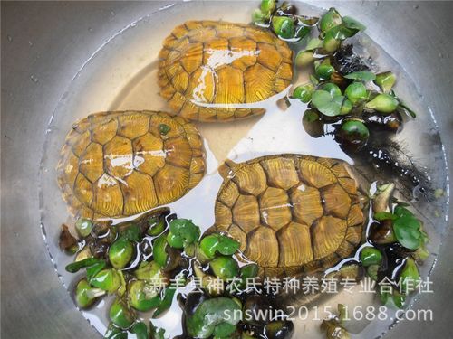巴西龟 大 红耳黄金 广东龟 巴西龟养殖场【供1至2两重】