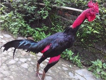大关县出售大冠斗鸡